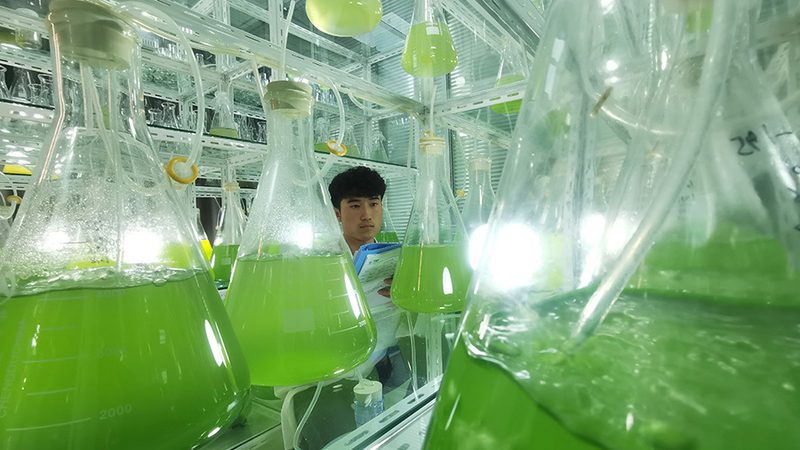 引物合成周期批量定制：揭秘高效PCR实验的关键**